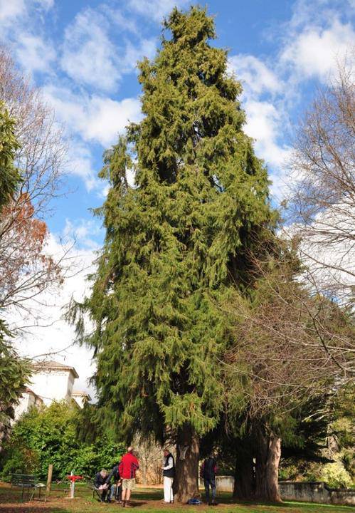 T12244  Cupressus torulosa