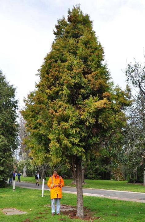 T12245  Cryptomeria japonica 'Sekkan Sugi'