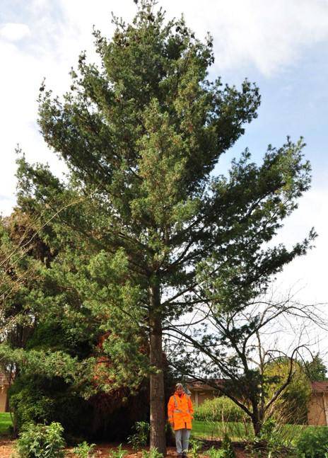 T12246  Pinus strobus 'contorta'