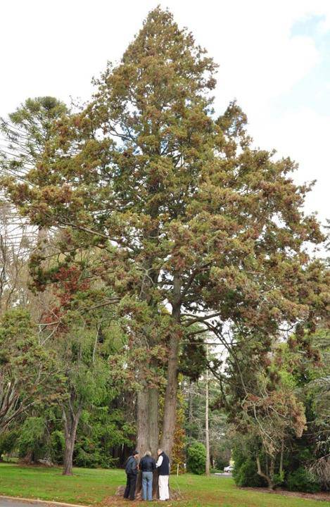 T12248 Chamaecyparis pisifera 'squarrosa'