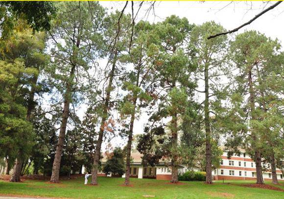 T12251 Pinus canariensis