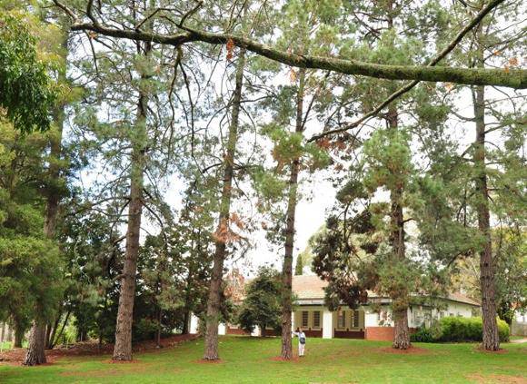 T12251 Pinus canariensis
