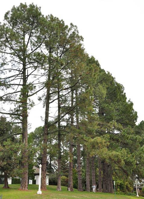 T12251 Pinus canariensis