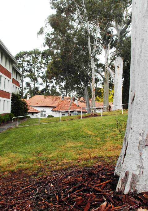 T12253 Eucalyptus mannifera ssp. mannifera