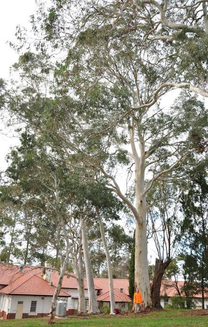 T12253 Eucalyptus mannifera ssp. mannifera