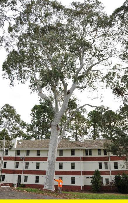 T12253 Eucalyptus mannifera ssp. mannifera