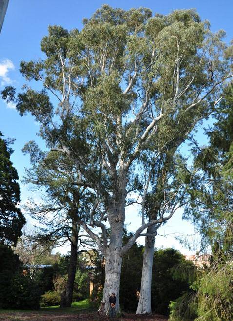 T12254 Eucalyptus mannifera ssp. mannifera
