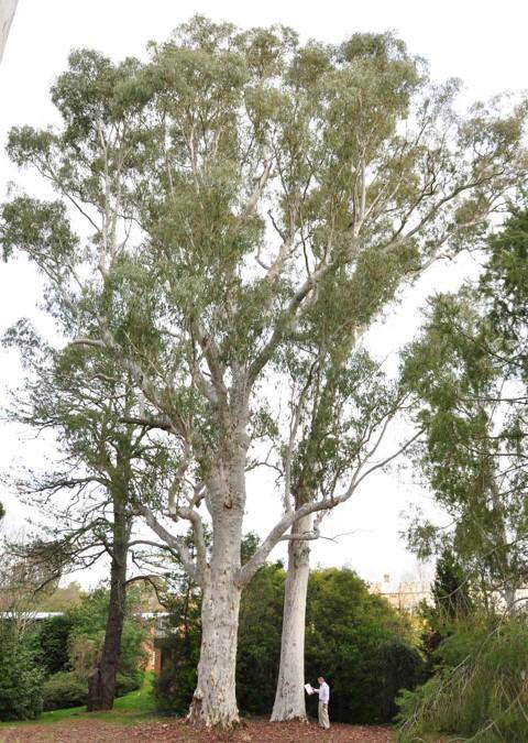 T12254 Eucalyptus mannifera ssp. mannifera