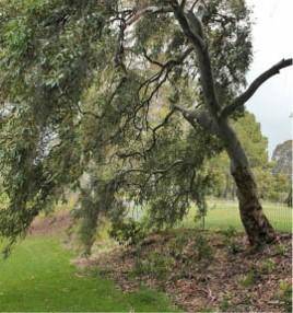 T12261 E. camadulensis 'blue veil'