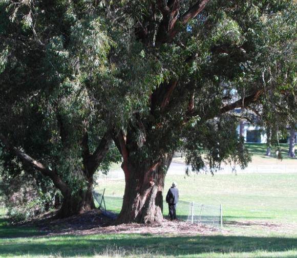 T12262 Eucalyptus sieberi