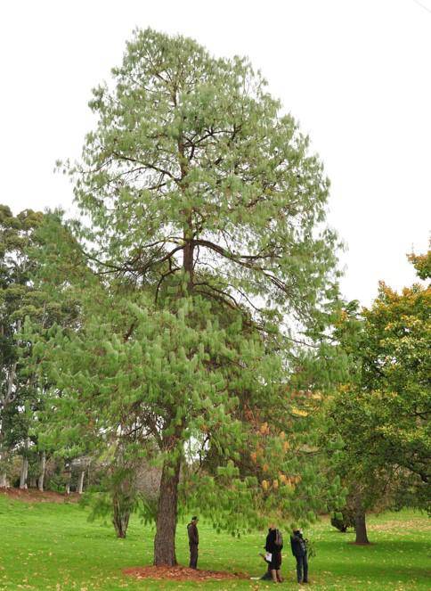 T12268   Pinus patula
