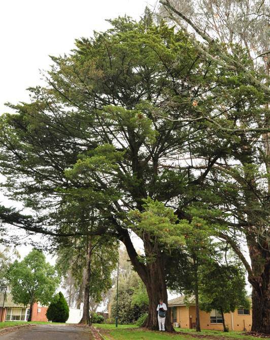 T12271 Cupressus macrocarpa