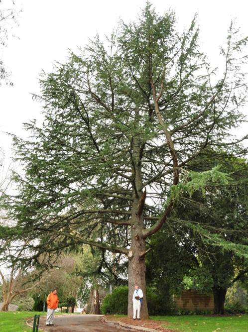 T12272 Cedrus deodara