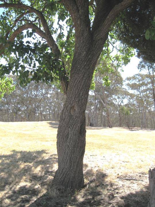 T12285 Pyrus trunk