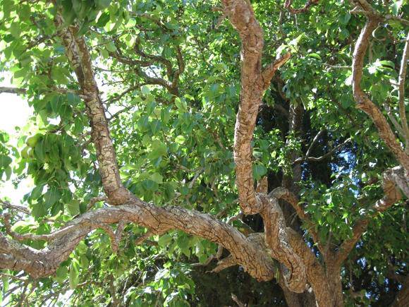 T12285 Pyrus branches