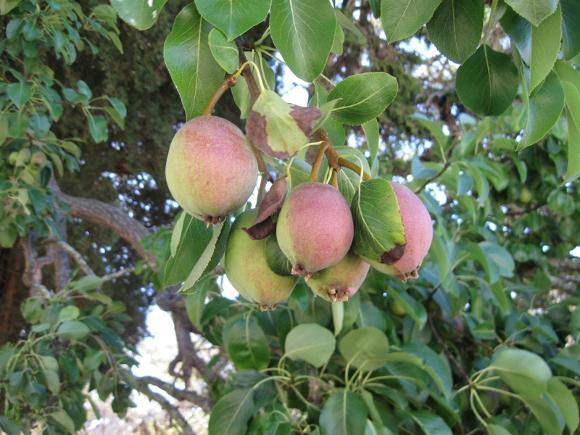 T12285 Pyrus fruit