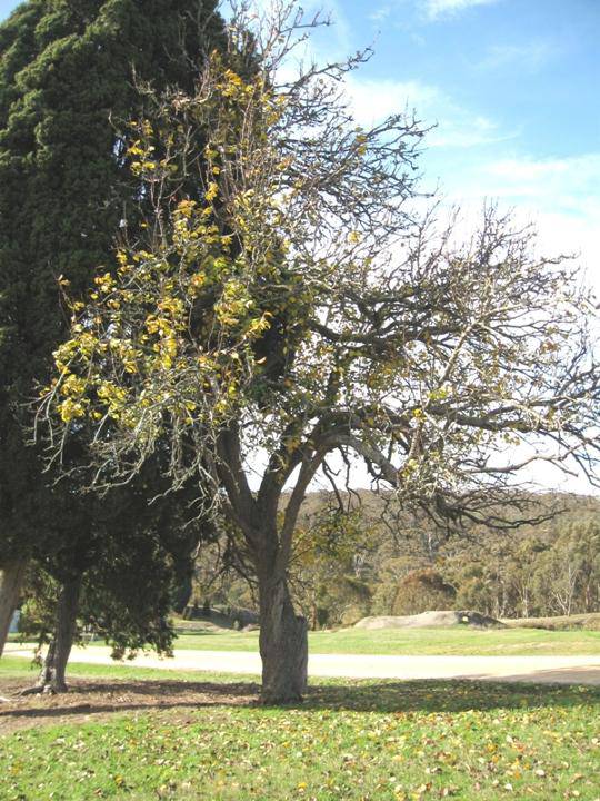 T12285 Pyrus