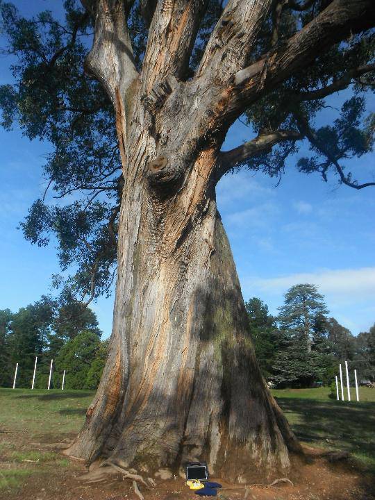 T12283 Eucalyptus obliqua
