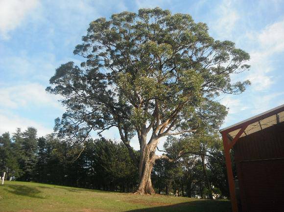 T12283 Eucalyptus obliqua