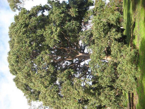 T12280 Angophora costata