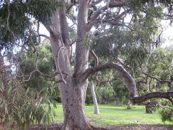 T12280 Angophora costata