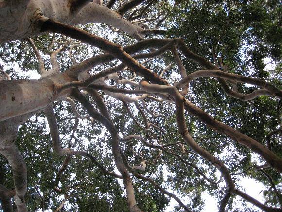 T12280 Angophora costata