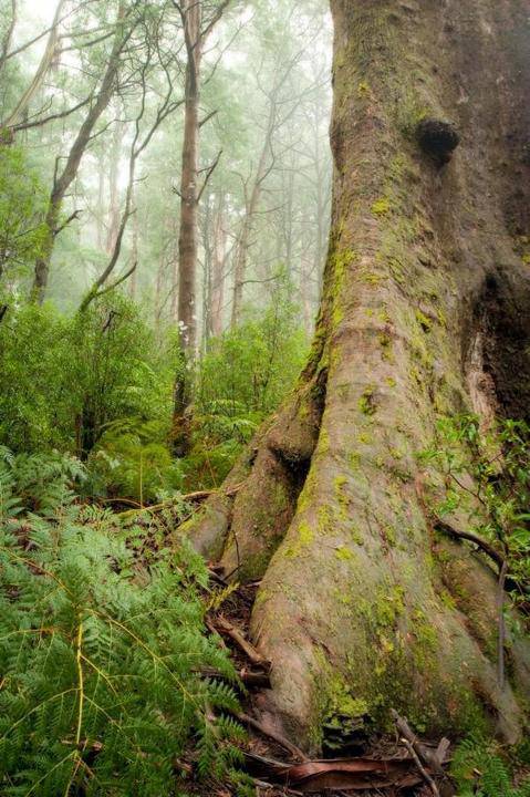 T12213 Eucalyptus regnans