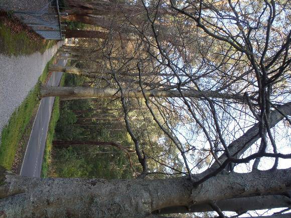 T12208 Fagus sylvatica