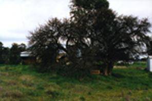 W11 Mulberry tree