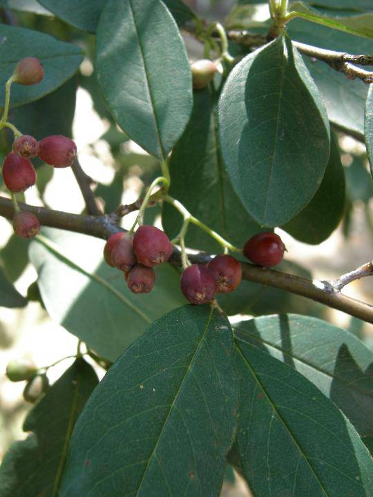 T12290 Cotoneaster affinis Lindl.