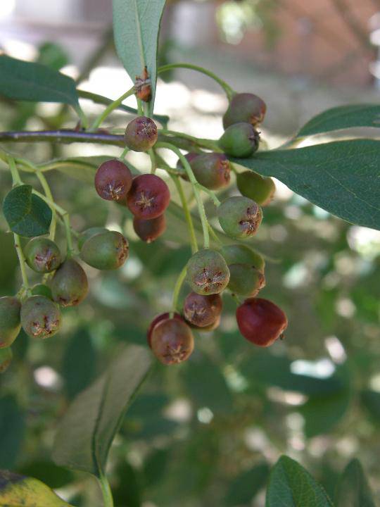 T12290 Cotoneaster affinis Lindl.