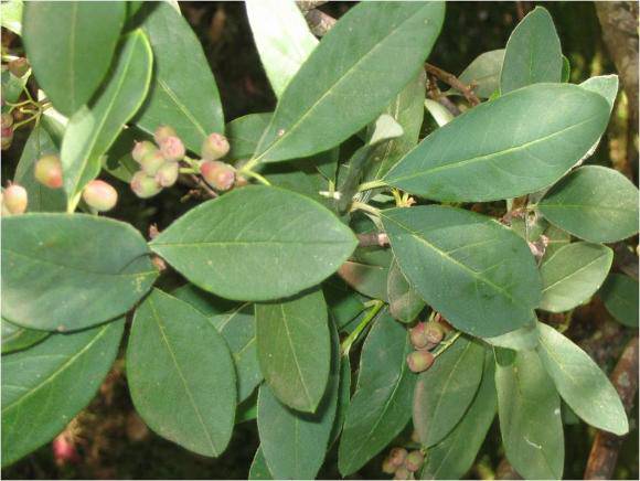 T12290 Cotoneaster affinis Lindl.
