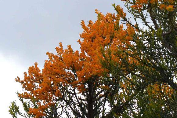 T12287 Nuytsia floribunda, Cranbourne - flowering