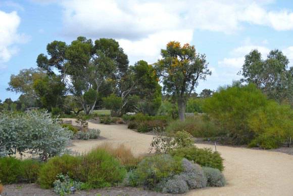 T12287 Nuytsia floribunda, Cranbourne - landscape