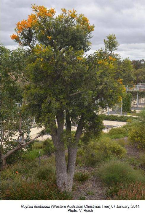 T12287 Nuytsia floribunda, Cranbourne 