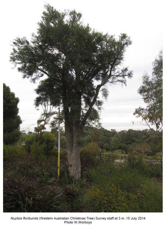 T12287 Nuytsia floribunda, Cranbourne - with staff