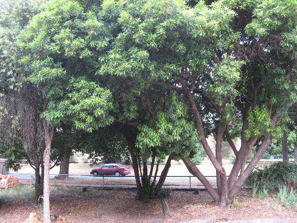 St Andrews significant trees