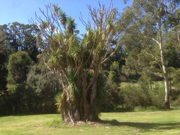 T12148 Cordyline australis