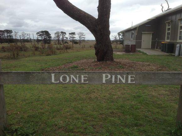 T11958 Pinus brutia 03/2015