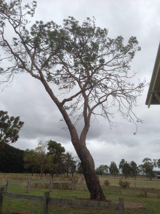 T11958 Pinus brutia 03/2015
