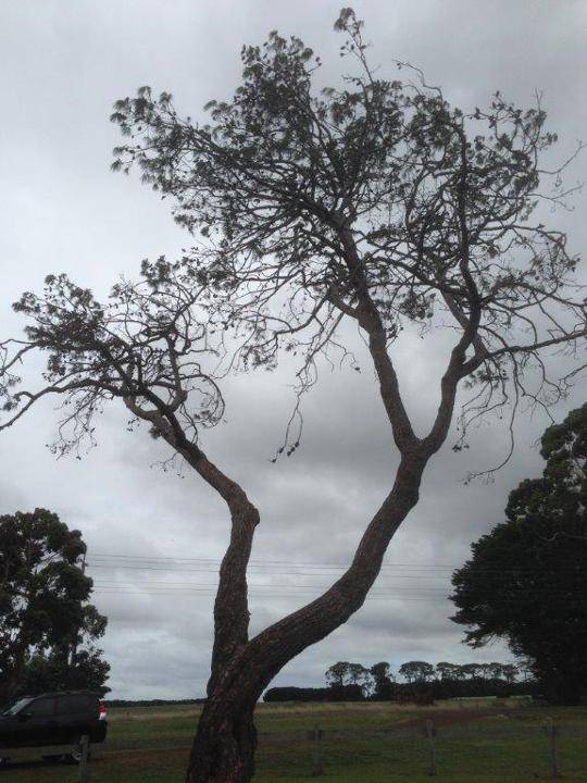 T11958 Pinus brutia 03/2015