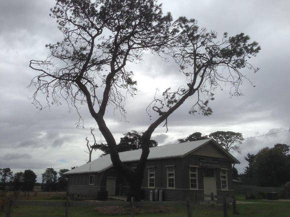 T11958 Pinus brutia 03/2015
