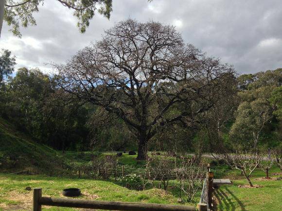 T12291 Quercus robur