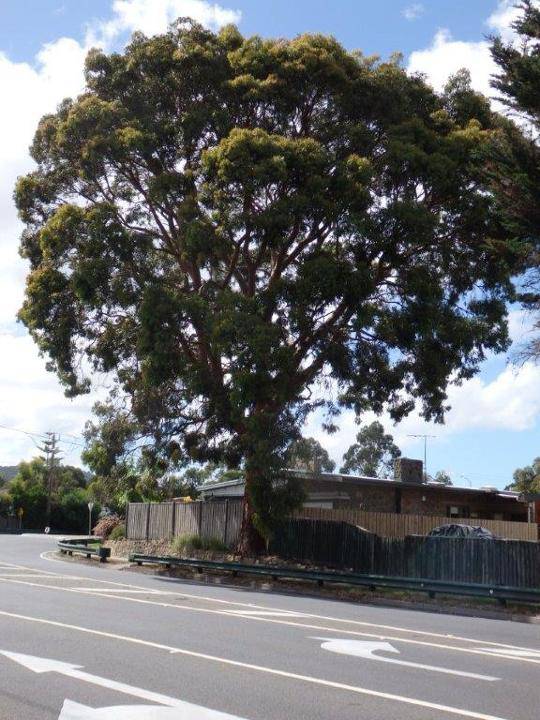 T12293 Angophora costata