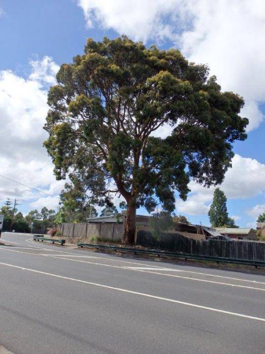 T12293 Angophora costata