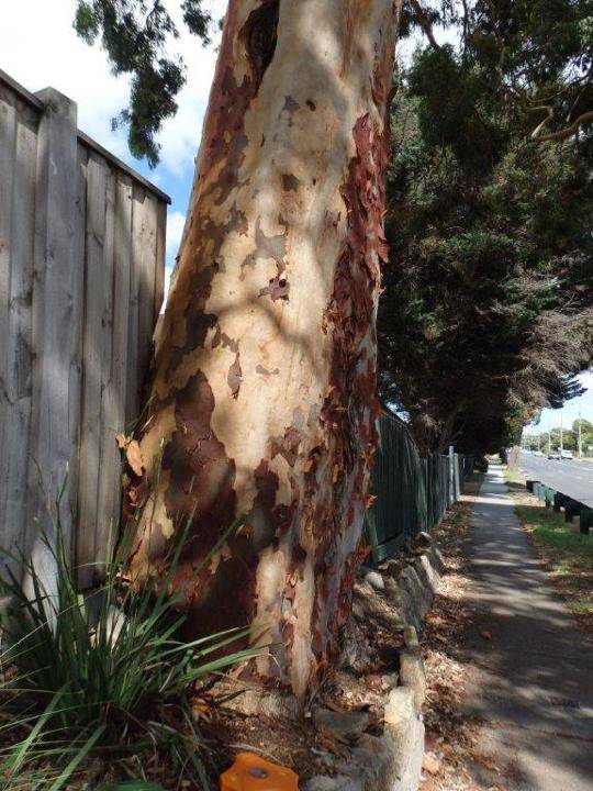 T12293 Angophora costata