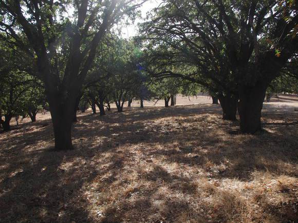 T11083 Quercus macrolepsis