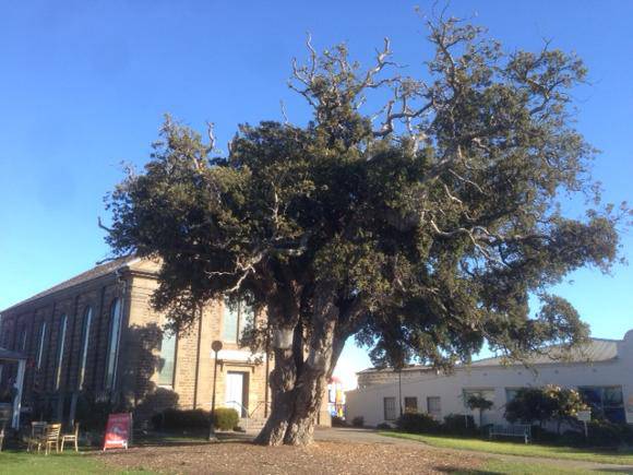 T11068 Quercus suber  
03/2015 (cockatoo inflicted dieback).jpeg