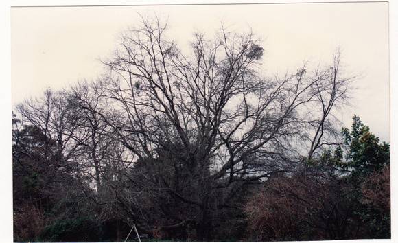 PINOAK WITHOUT FOLIAGE Colour - Shire of Eltham Heritage Study