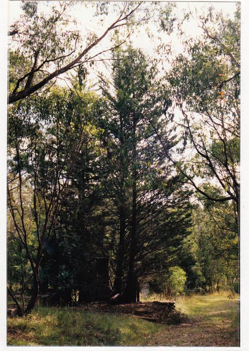 Queenstown Cemetery Colour 8 - Shire of Eltham Heritage Study 1992